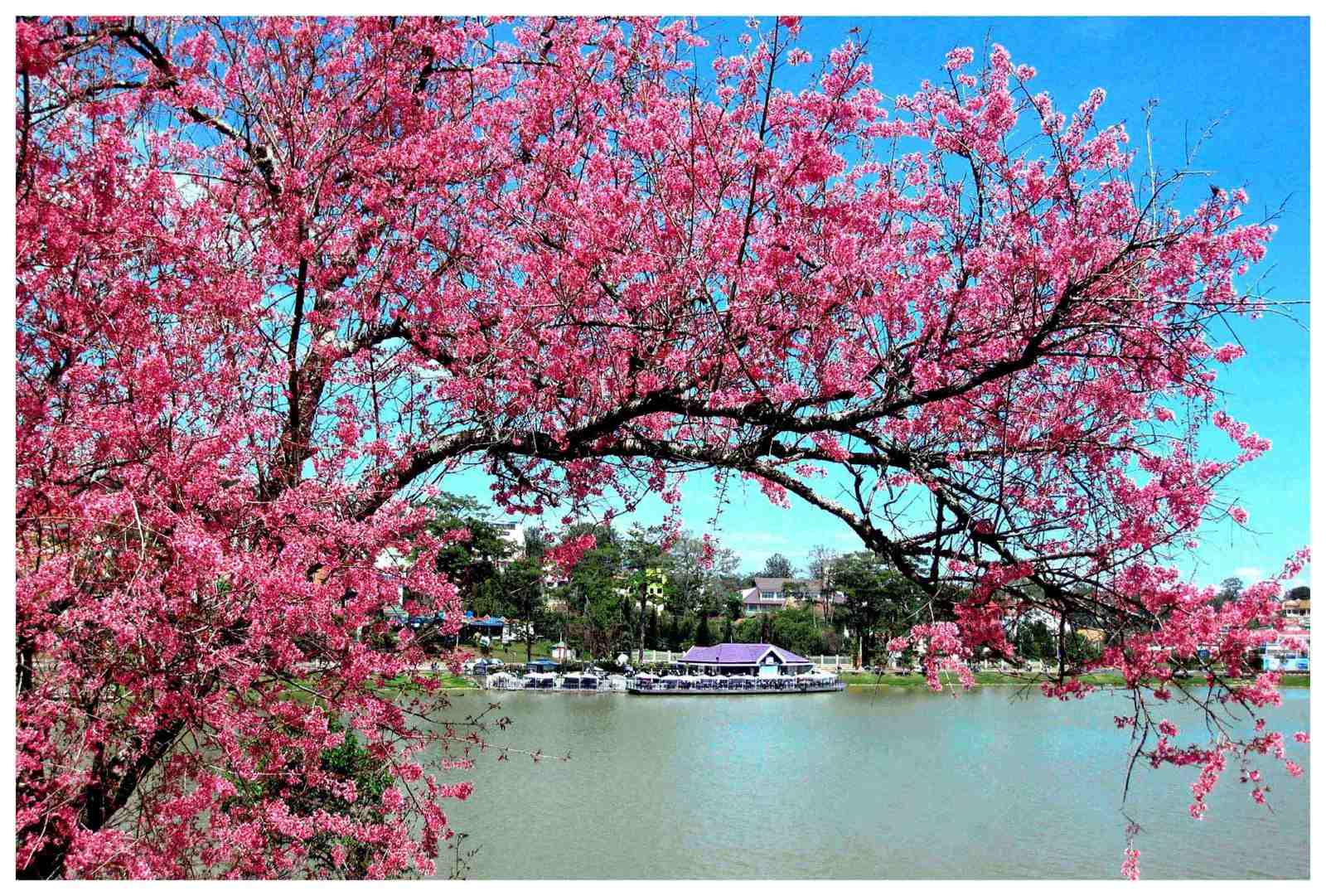 Hoa Mai Anh Đào - Đà Lạt