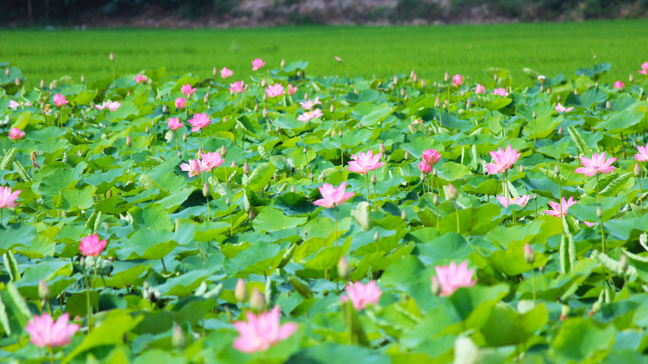 Làng sen quê Bác Hồ