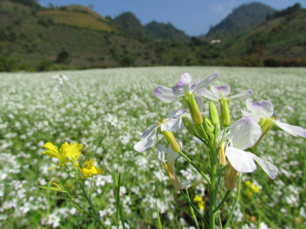 Du lịch Mộc Châu tháng 12