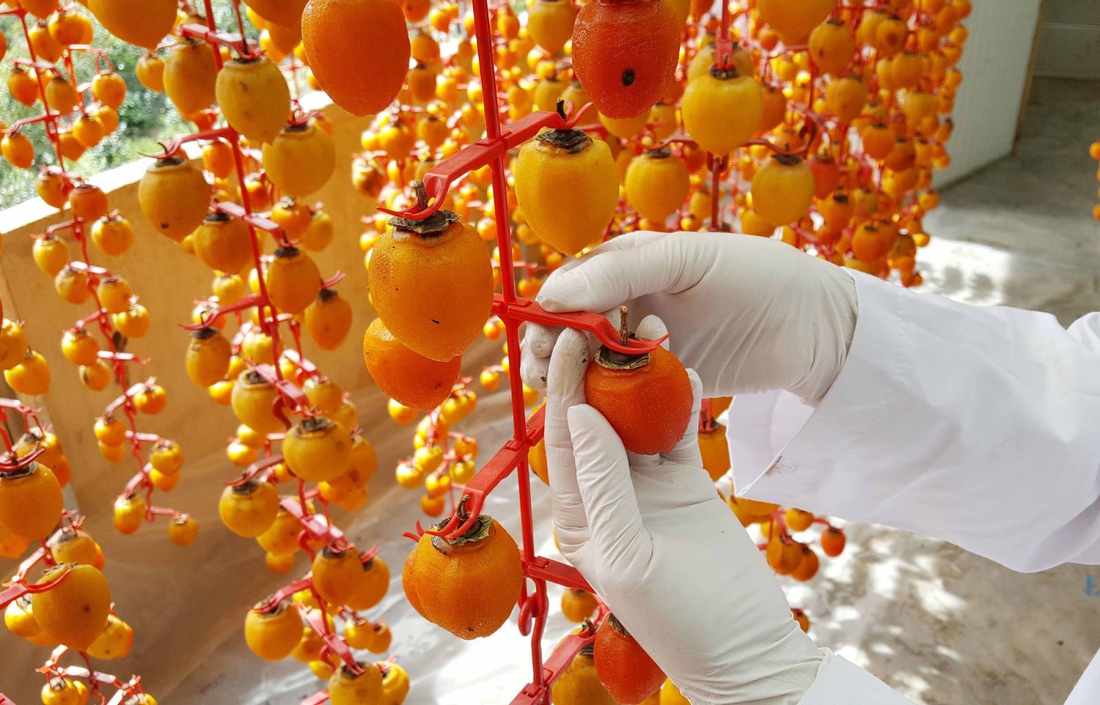 Hồng treo gió Đà Lạt