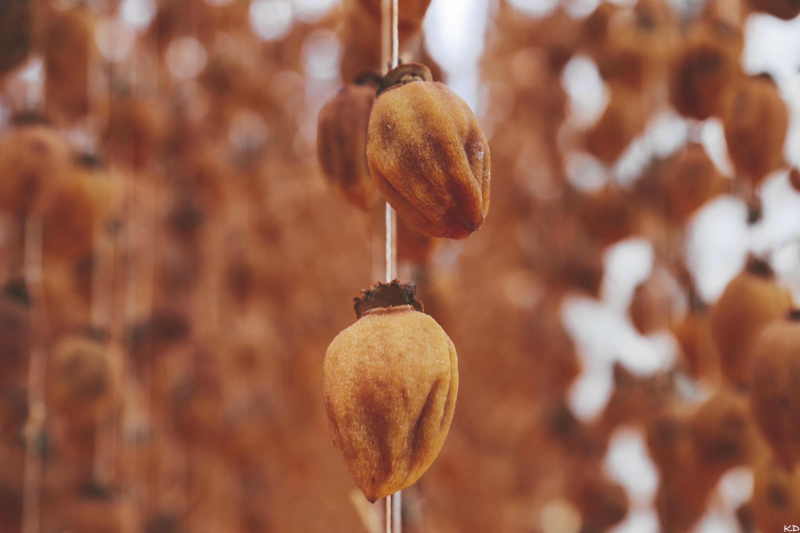 Hồng treo gió Đà Lạt