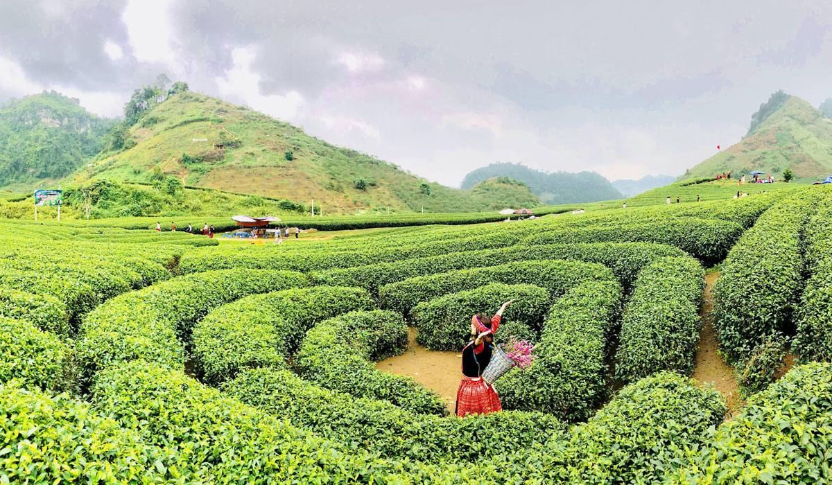 Du lịch Mộc Châu tháng 11