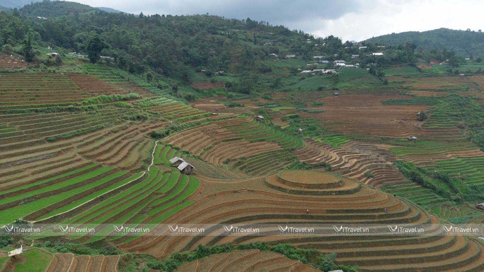 Đồi Mâm Xôi - Mù Cang Chải
