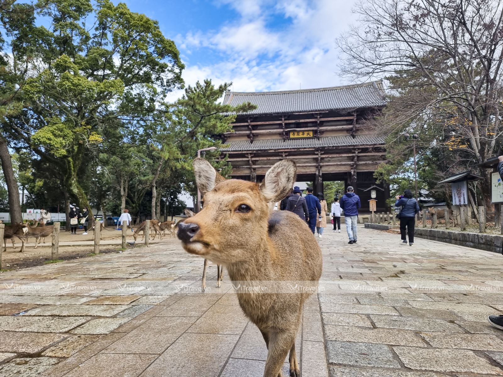Thăm quan Chùa Todaiji (Đông Đại Tự) thành phố Nara, Nhật Bản