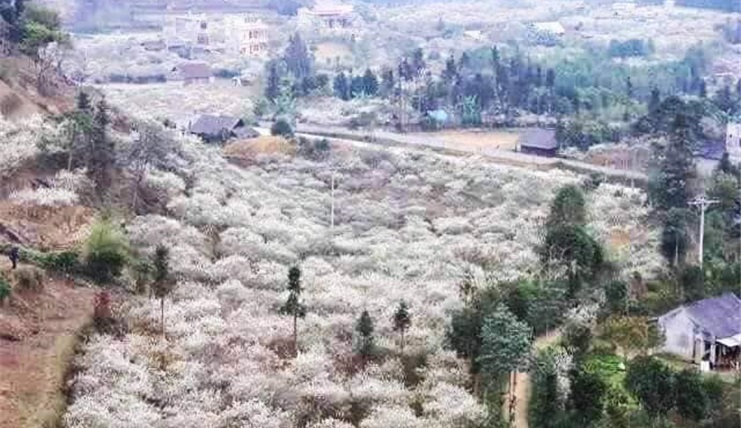 Thung lũng mận Bắc Hà