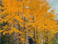 Chính thức xuất hiện điểm check in Cây ngân hạnh mới toanh tại Sapa