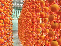 Tháng 10 du lịch Đà Lạt - Mùa của những quả Hồng chín mọng trên cây