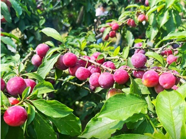 Tour Mộc Châu Hang Táu 2N1Đ | Thác Chiềng Khoa – Đồi Chè – Cầu Kính Bạch Long