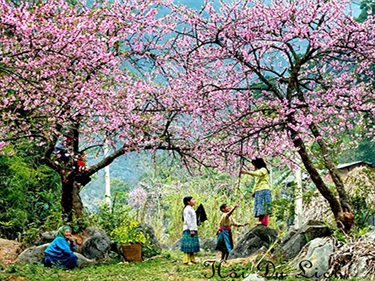 Tour Tà Xùa 2N1Đ từ Hà Nội | Săn Mây Đỉnh Gió – Mỏm Cá Heo – Sống Lưng Khủng Long