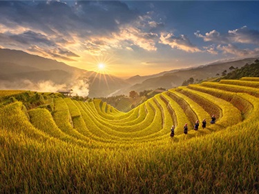 Tour Mù Cang Chải Mùa Lúa Chín 2N1Đ | Đồi Mâm Xôi – Rừng Trúc – Đồi Móng Ngựa