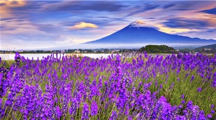 MÙA LÁ ĐỎ NHẬT BẢN 2023: Osaka - Kobe - Kyoto - Fuji Mountain - Yamanshi - Tokyo