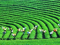 Cao nguyên Mộc Châu, Sơn La