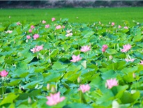 Làng Sen quê bác – nét đẹp giản dị của quê hương chủ tịch Hồ Chí Minh