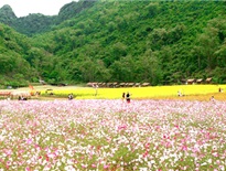 Thung lũng hoa Bắc Hà, Lào Cai