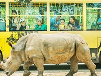 Kinh nghiệm du lịch Vinpearl Safari Phú Quốc